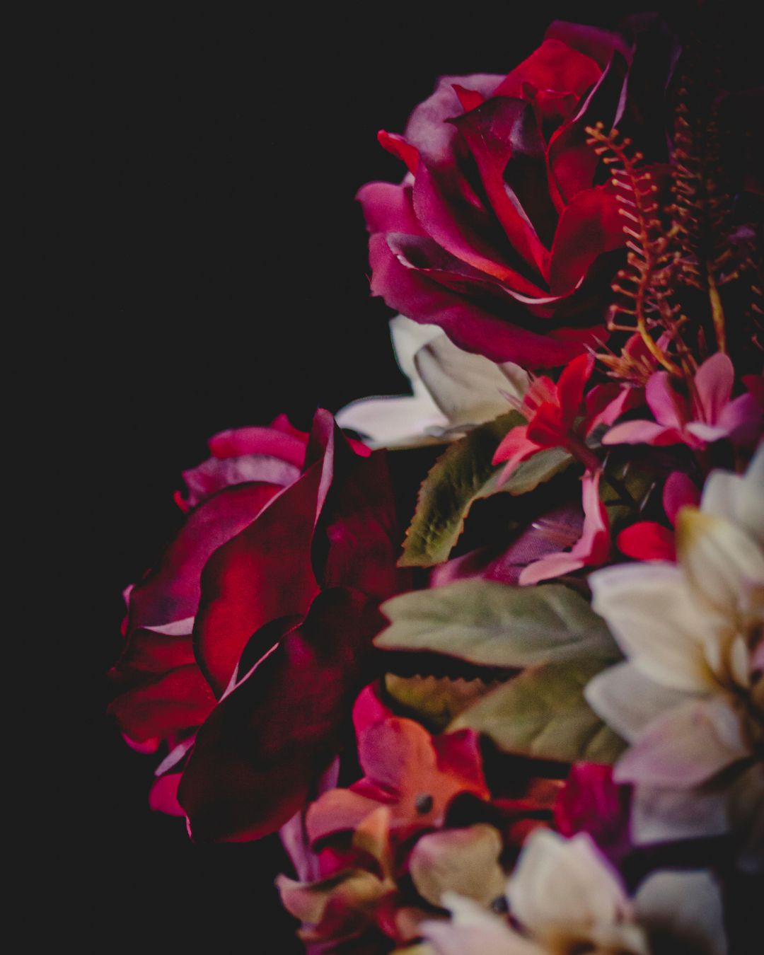 Rosas vermelhas profundas em claro-escuro