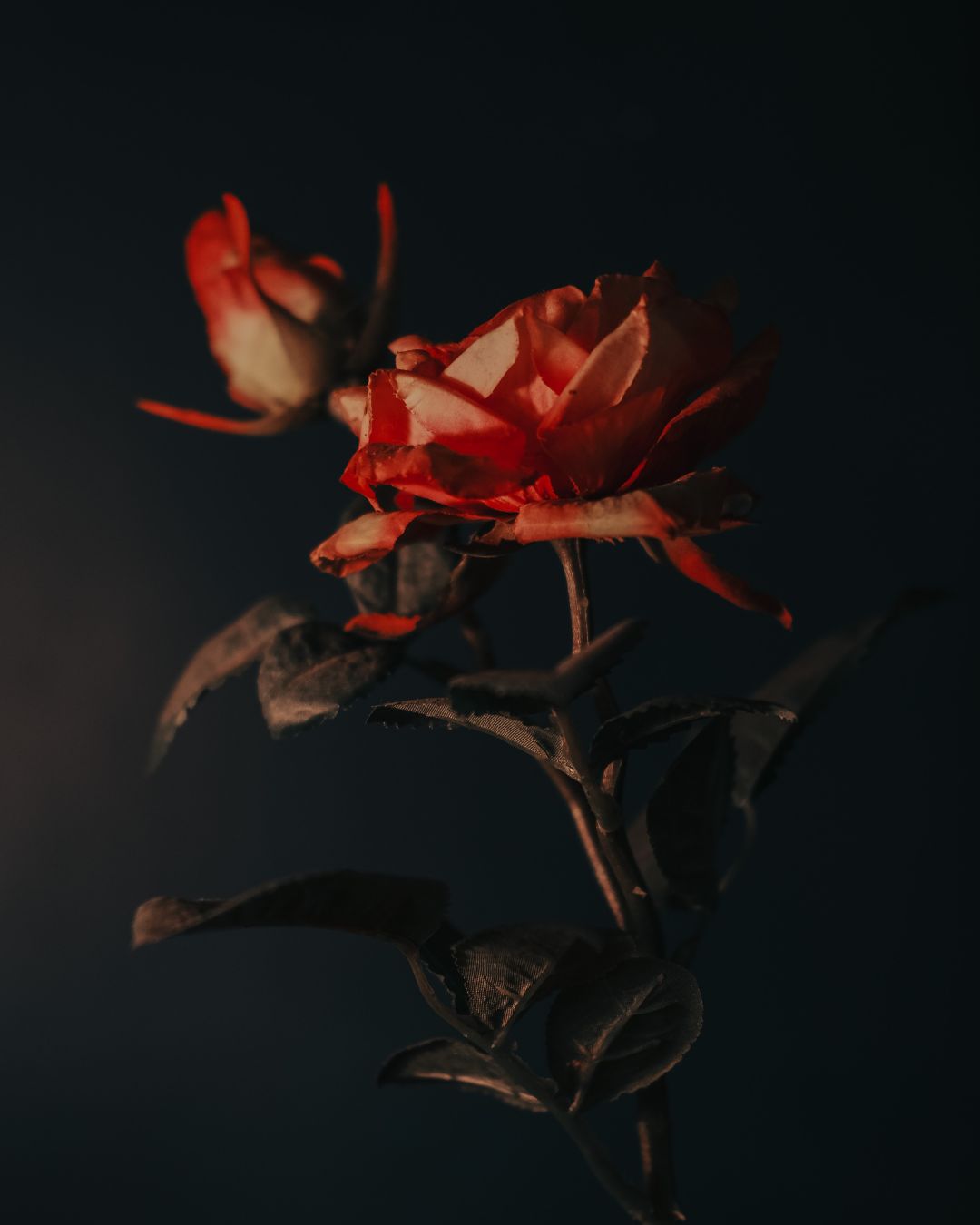 Rosa vermelha isolada sobre fundo negro